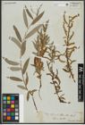 Foto von Salix alba L.